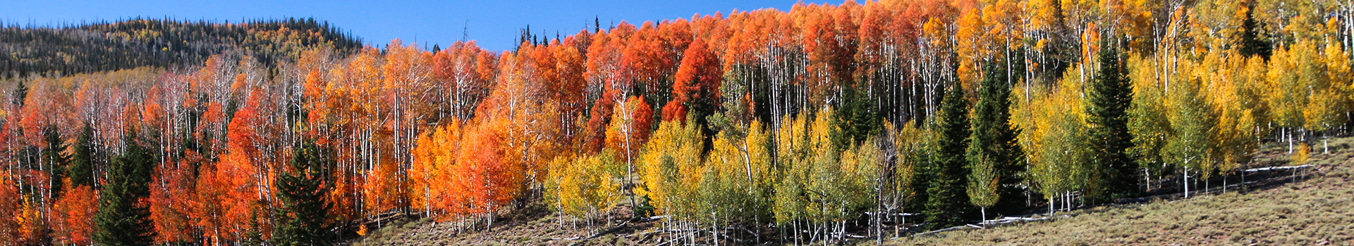 cedar mountain utah fall zion tour